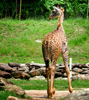 Greenville Zoo Summer 2013