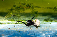 Black Widow Spider 6.25.13