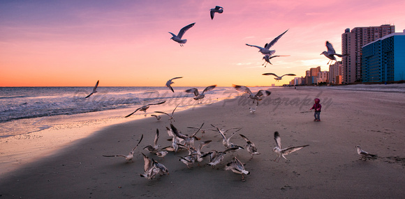 Myrtle Beach, South Carolina  Seagulls at Sunset.