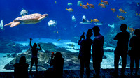 Georgia Aquarium Summer 2019