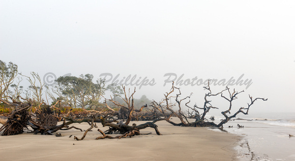 Driftwood Beach on Jekyll Island