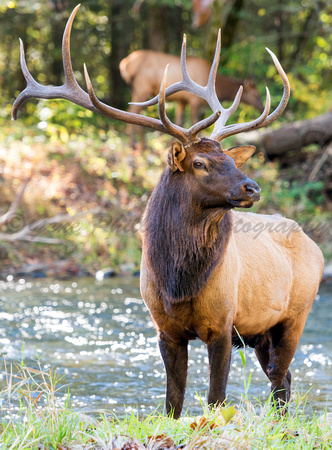 Elk in the Great Smoky Mountains