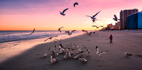 Myrtle Beach, South Carolina  Seagulls at Sunset.